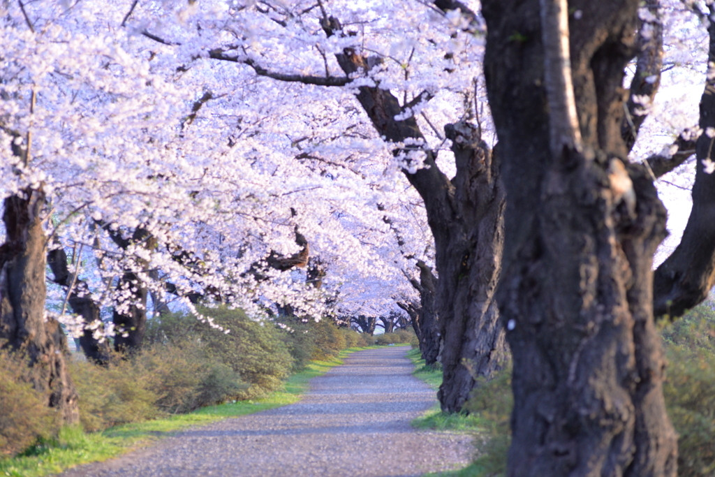 どこを見ても桜一色♪”桜のトンネル”1558087