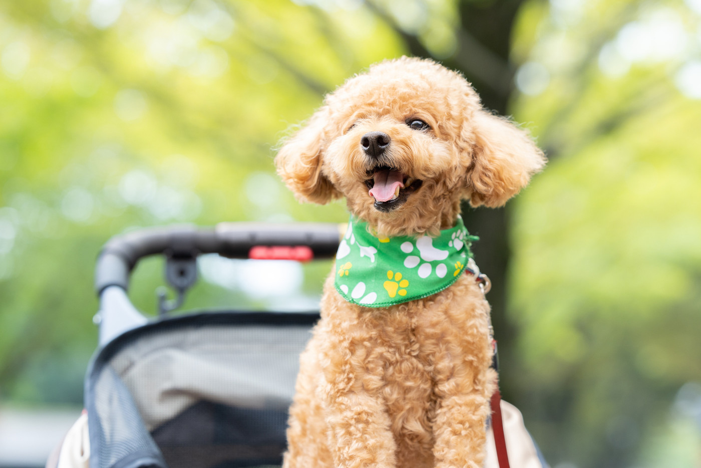 カートに乗っているトイプードル