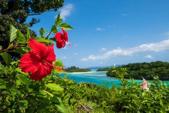 Hibiscus blooming in the southern country