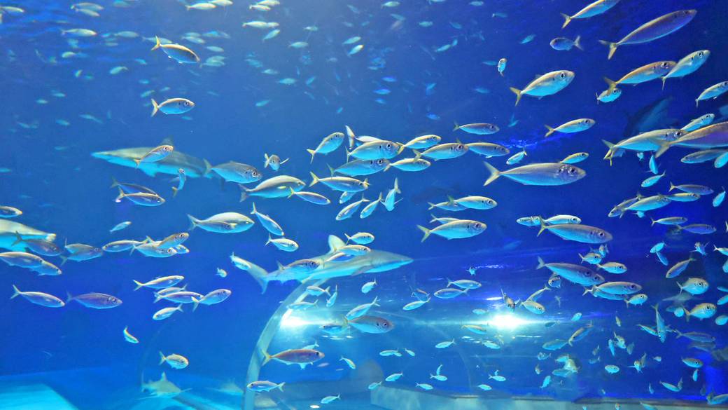 海洋館アクアスの生物② / 4