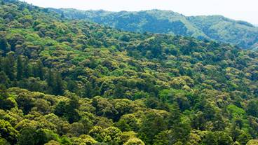 春日山原始林 / 3