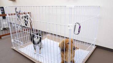 ペット同伴可 / 7