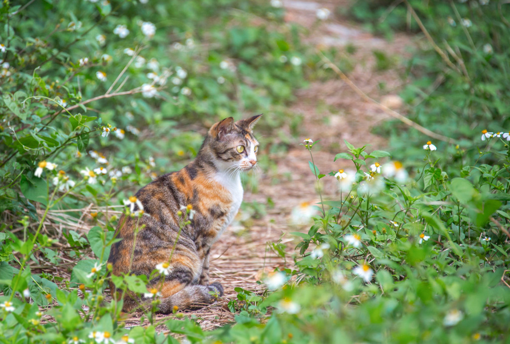 奥武島には猫がたくさん40681