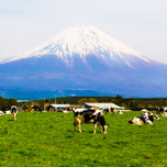 富士山の絶景を望むなら「朝霧高原」へ。おすすめドライブスポット