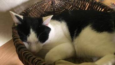 ペット同伴可 / 3