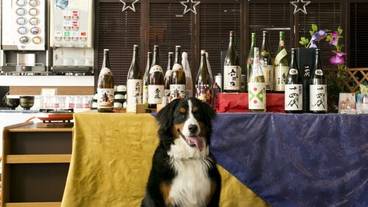 Pet-friendly restaurant / 23