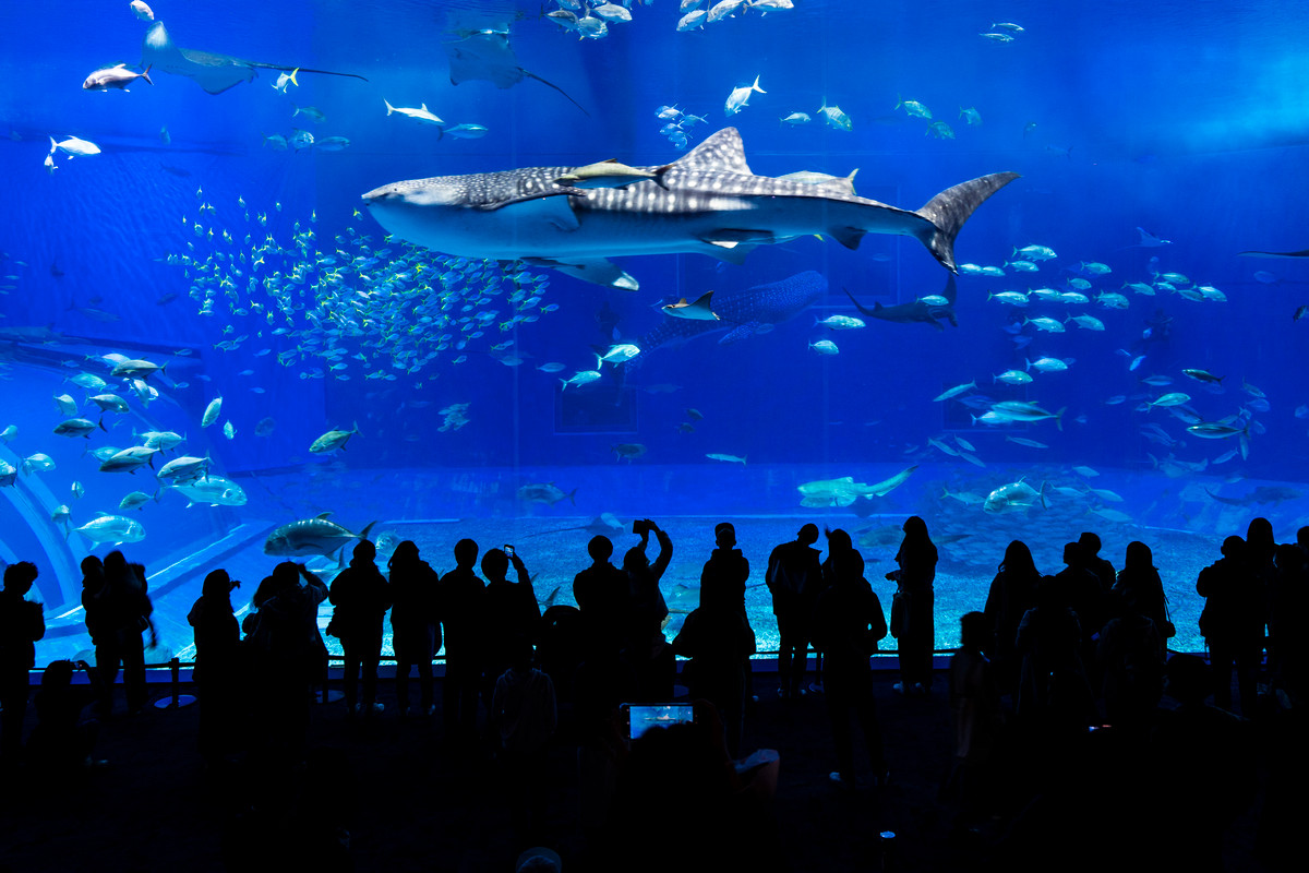 沖縄美ら海水族館　ジンベエザメ