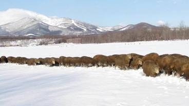 スノー スポーツとスキー / 1