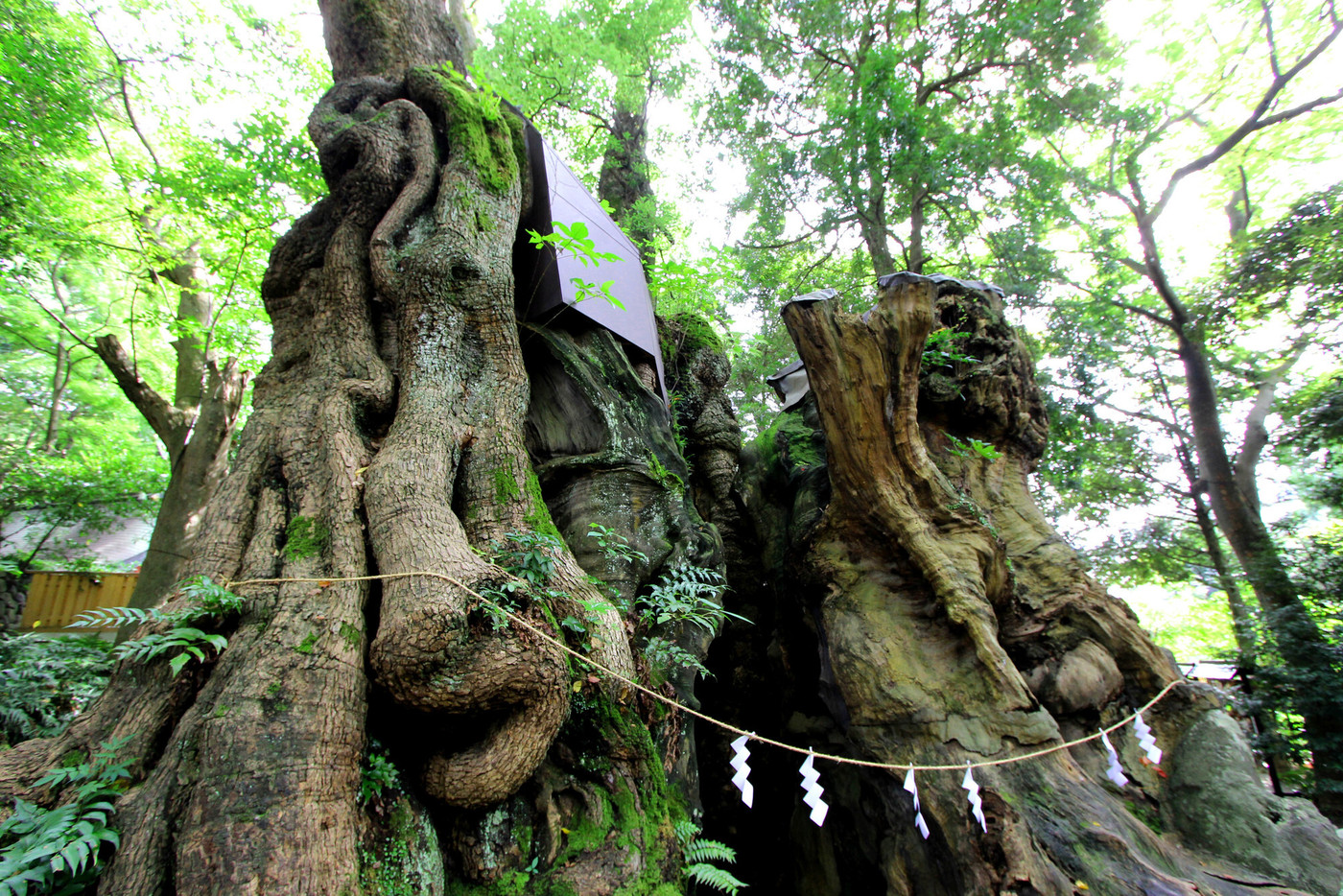 パワースポット「来宮神社」で元気をチャージ4771451