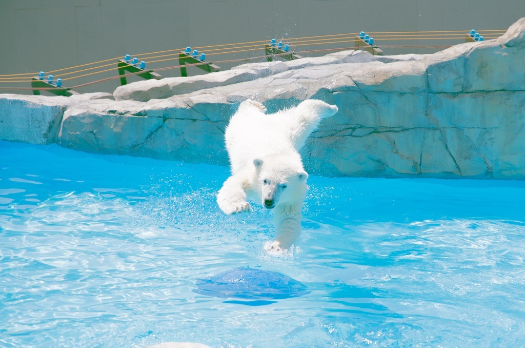 札幌市円山動物園7743
