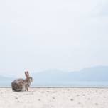 島旅なら広島県へ。向島や生口島、大久野島などおすすめの離島7選+各島の見どころも♪