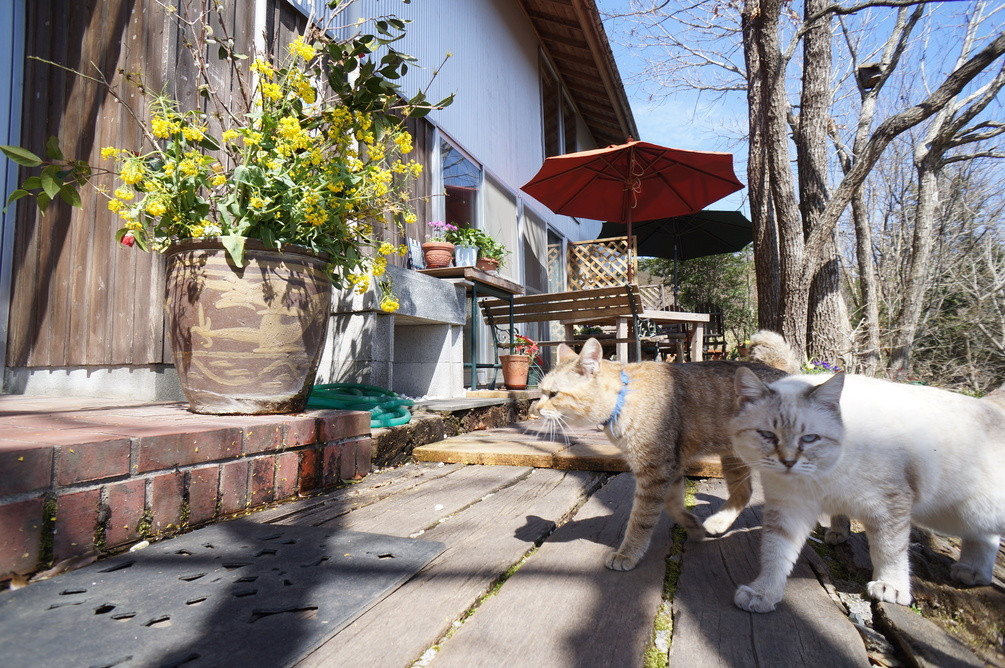 「猫ちゃんおもてなしの宿 オーベルゼ レ・ボー」 その他 26504383 ススとアラシ(^^)