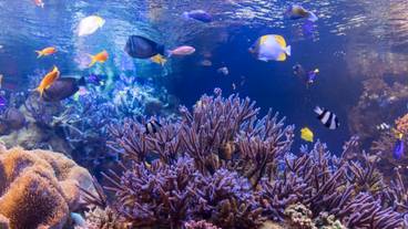 鳥羽水族館 / 1