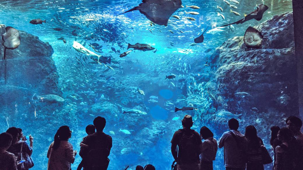 幻想的で癒される
「新江ノ島水族館」へ / 1