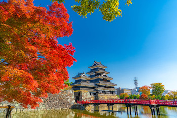 Autumn leaves and Matsumoto Castle [Nagano]