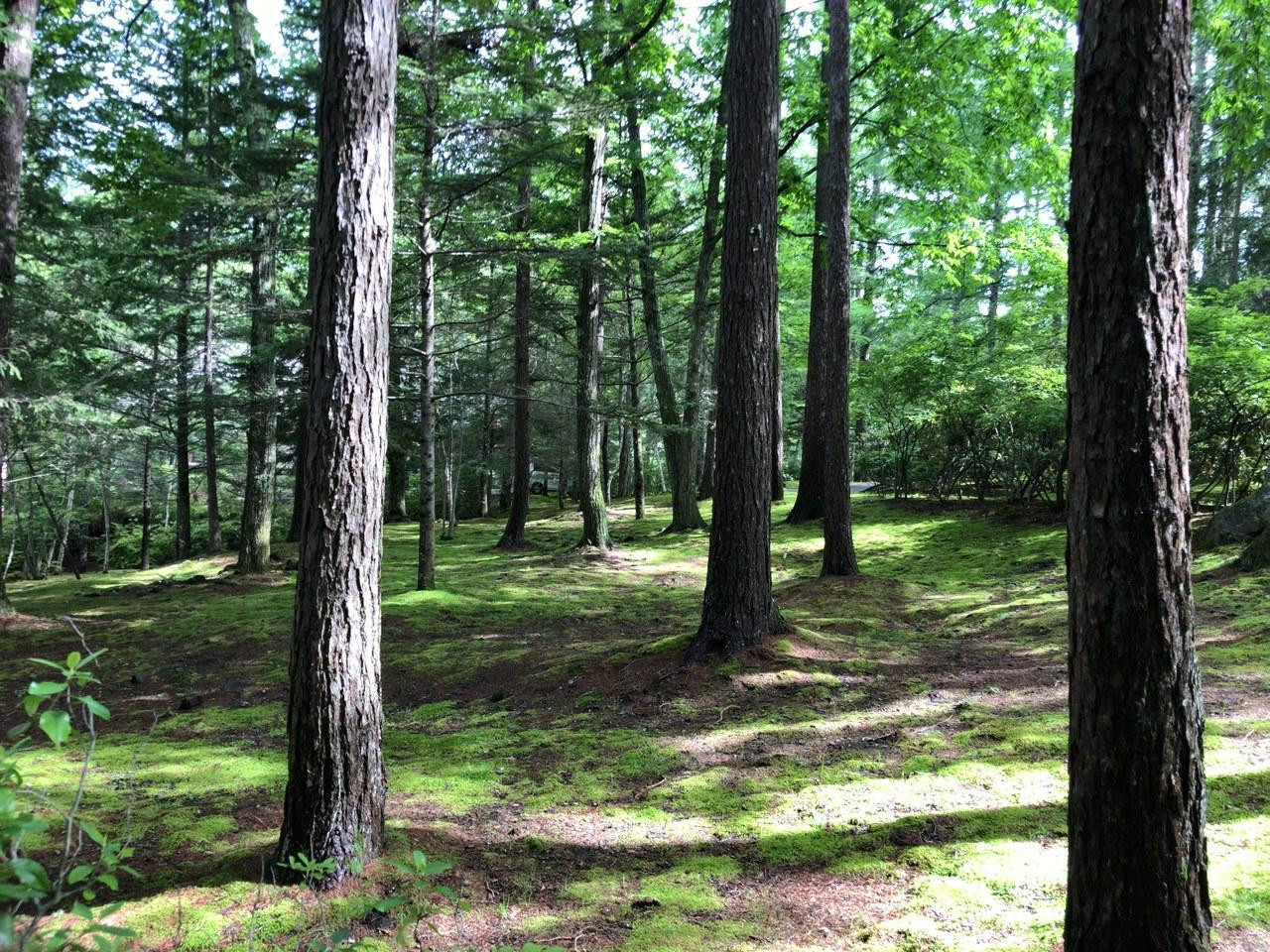 英国風のお屋敷でせわしなさを忘れて「エクシブ蓼科」3123308