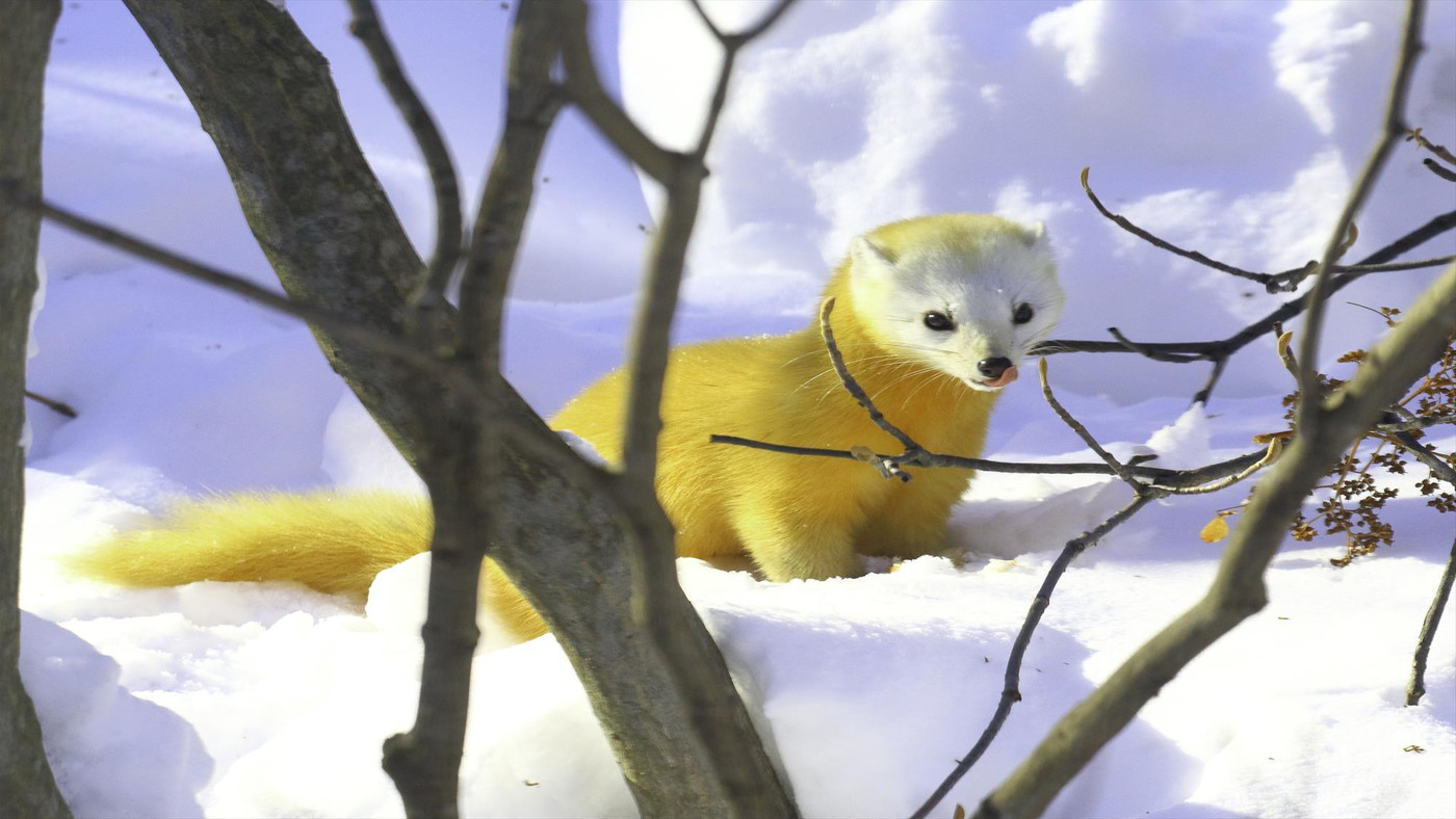 野生の「テン」が遊びにくる旅館♪開湯400年以上の温泉が自慢4273227