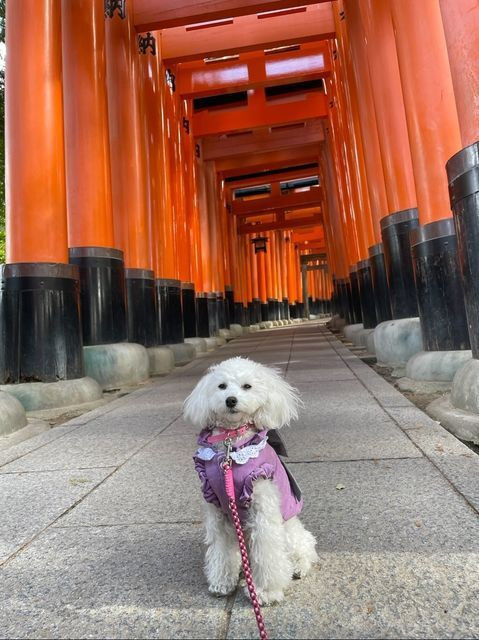 toy_poo_hinakoさんの写真 / 3