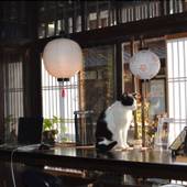 京都白川季楽inn(京都府 旅館) / 2