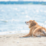 【神奈川】海の見えるホテル＆一棟貸し宿でペットとバカンス♪おすすめ5選