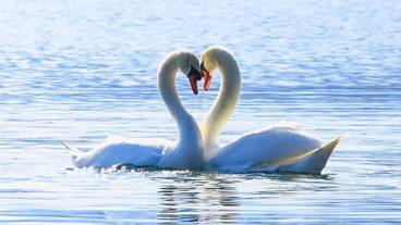 ランド ビュー / 34