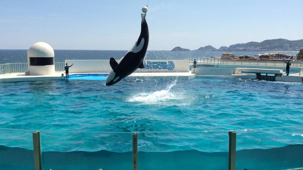 「鴨川シーワールド」で
大迫力のショーに驚き！ / 2