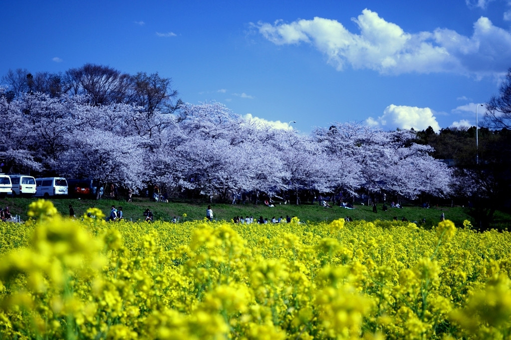 茨城で桜まつりを楽しもう1025243