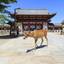 【2020年】ぴったりの旅が見つかる♪奈良観光のポイントとエリアの特徴を紹介！