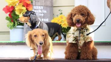 ペット同伴可 / 4