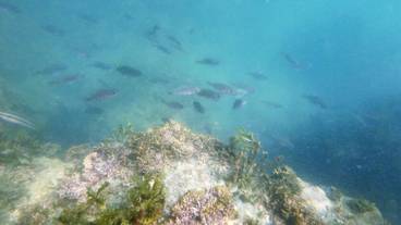 エコツアー / 12