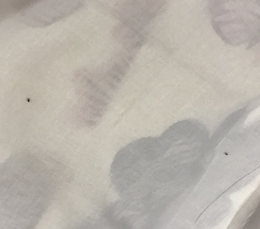 お布団では20～30匹発見…