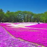 色とりどりの花が素敵！群馬「東武トレジャーガーデン」へ行こう