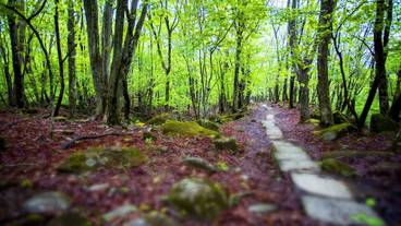 ランド ビュー / 25