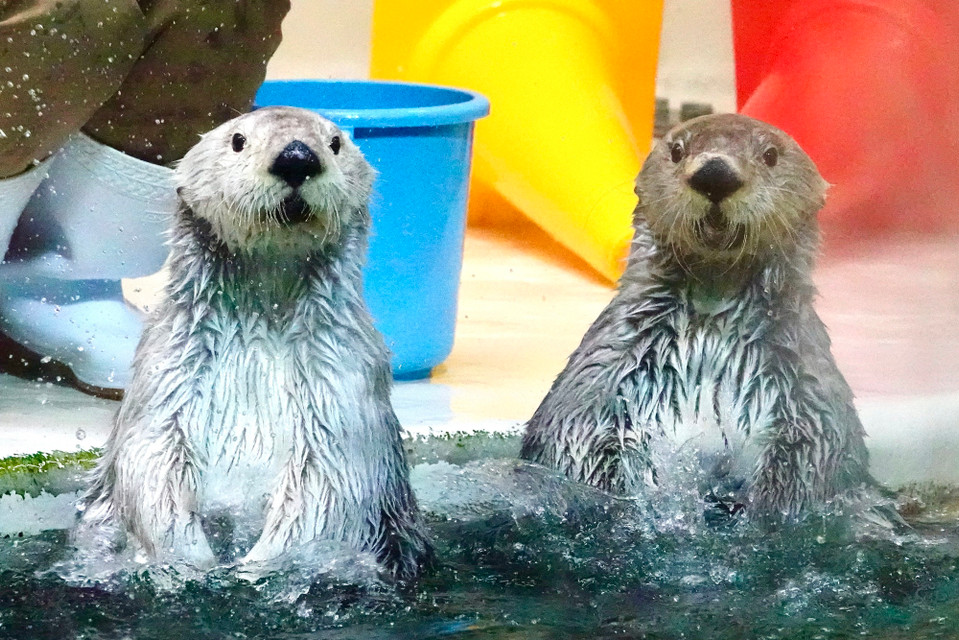 鳥羽水族館