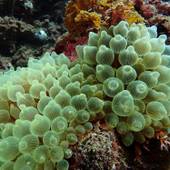 ゲストハウス ソラ(静岡県)(静岡県 ゲストハウス・ホステル・ドミトリー) / 5