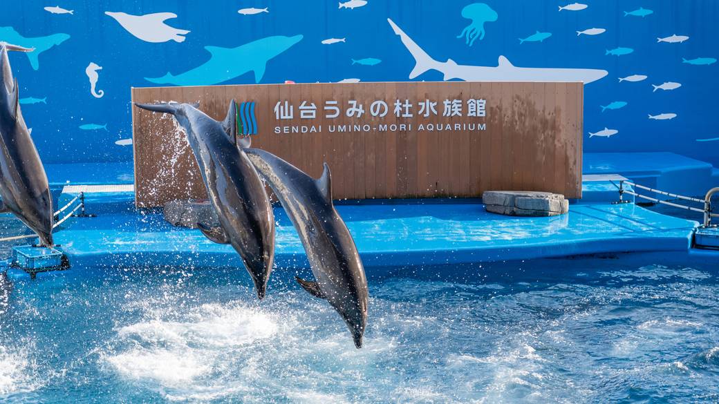 イルカショー / 3