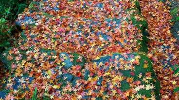 施設の敷地 / 13