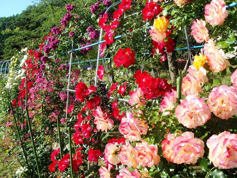 8. 景色も◎ バラ尽くしのロマンチックな宿「田沢湖ローズパークホテル」4038662