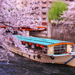横浜のお花見人気スポット♪「大岡川」の桜まつりに行こう！