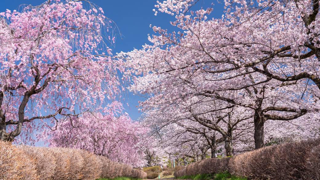 羊山公園 桜 / 4