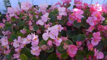 施設の敷地 / 29