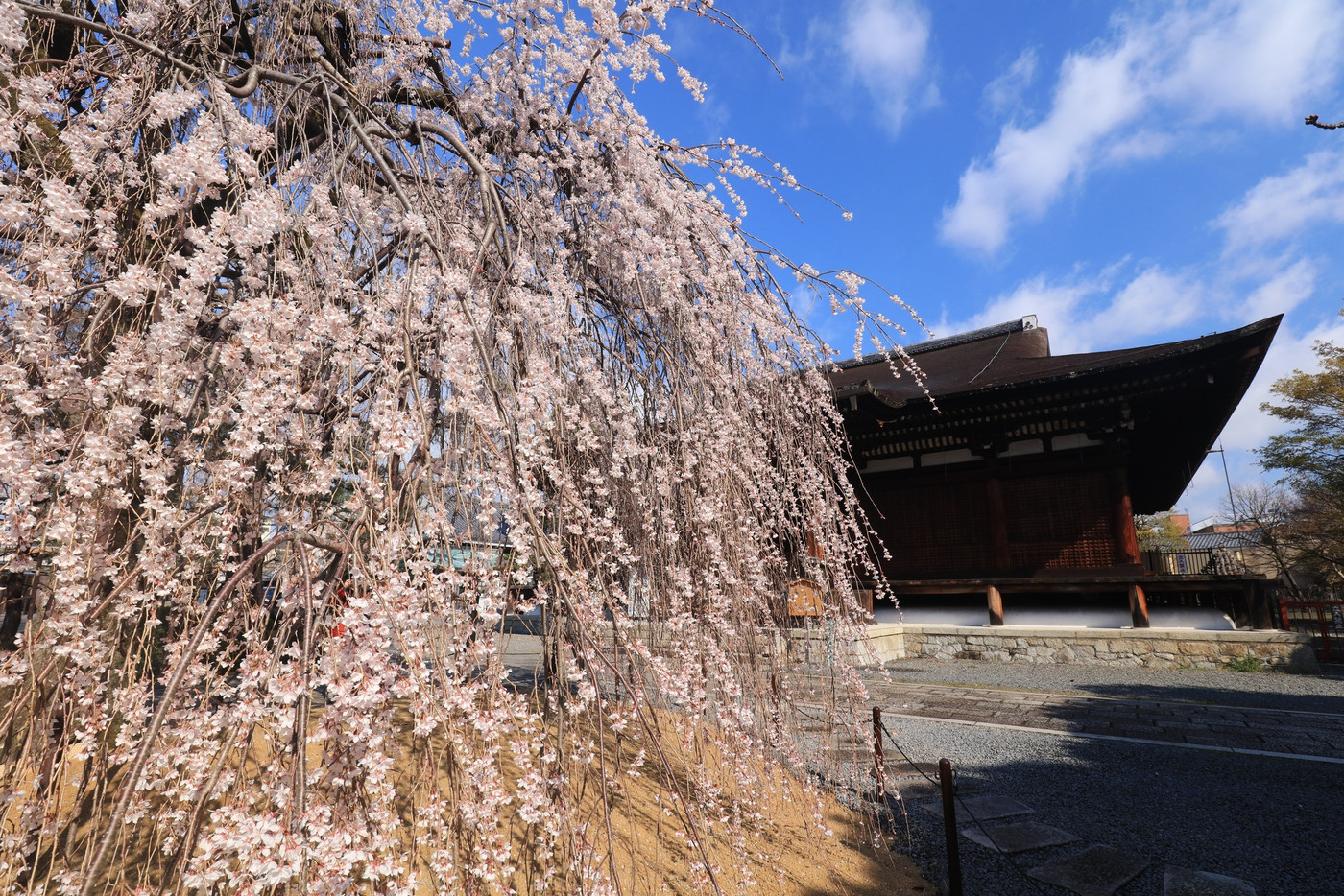 6. 大法恩寺（千本釈迦堂）：迫力と可憐さを併せ持つ「阿亀桜」2034818