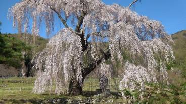 施設の敷地 / 26