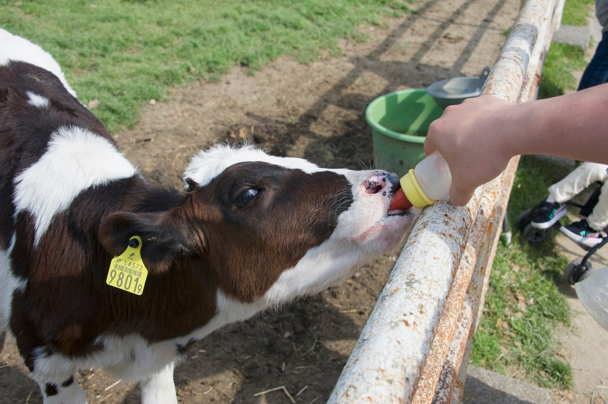 淡路島牧場　子牛のミルクやり