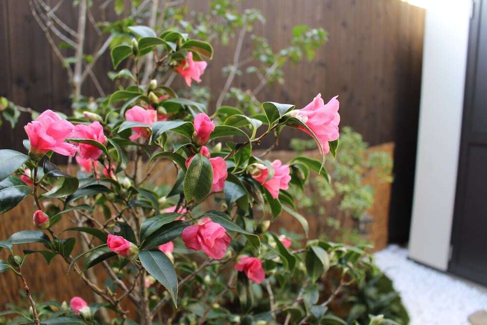 ガーデン ビュー