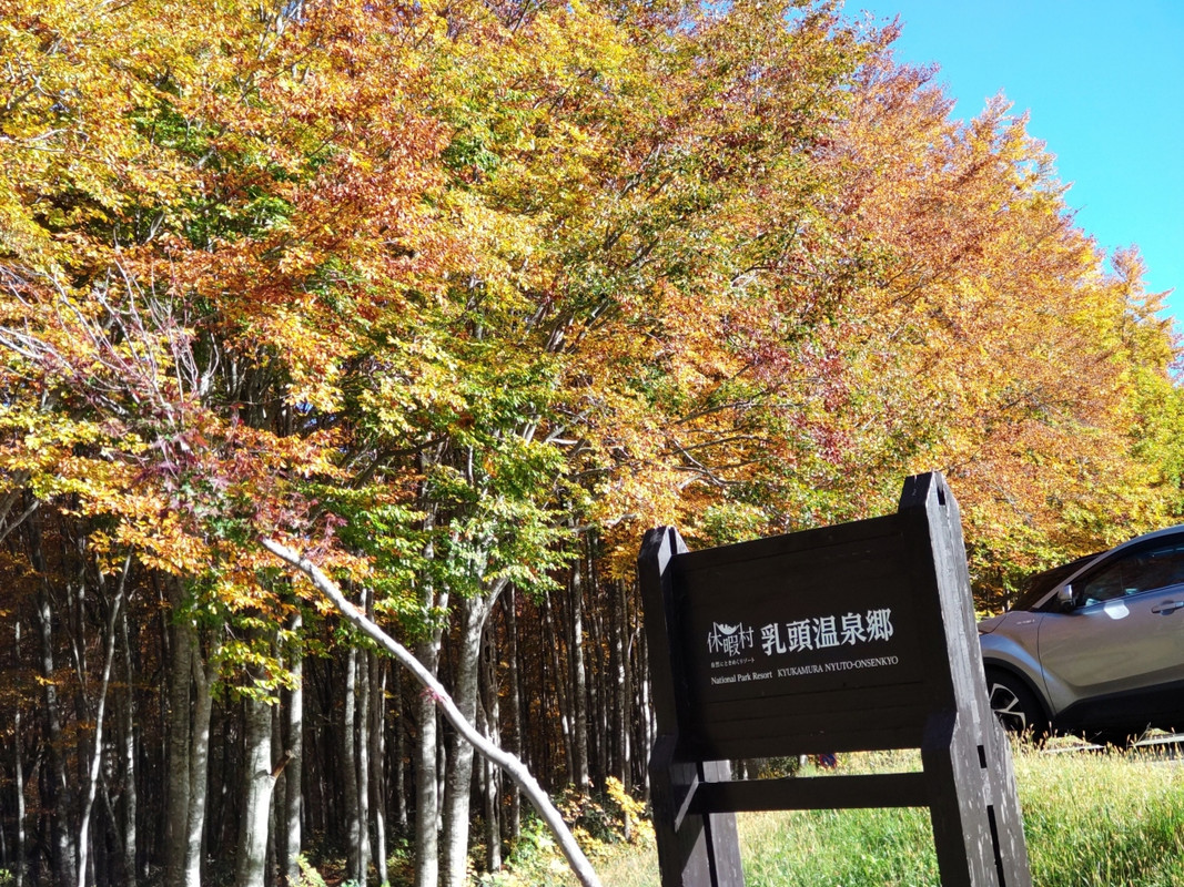 休暇村乳頭温泉郷の入口の紅葉したブナ林