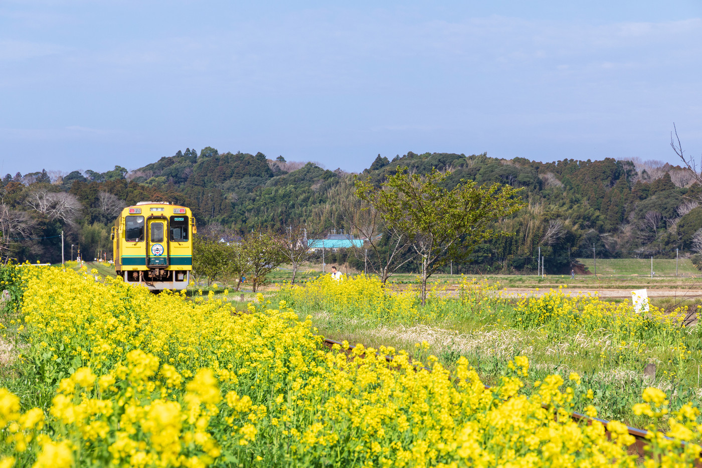 「千葉県」いすみ鉄道 菜の花畑を走る車両