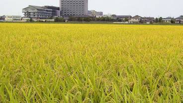 施設の敷地 / 29