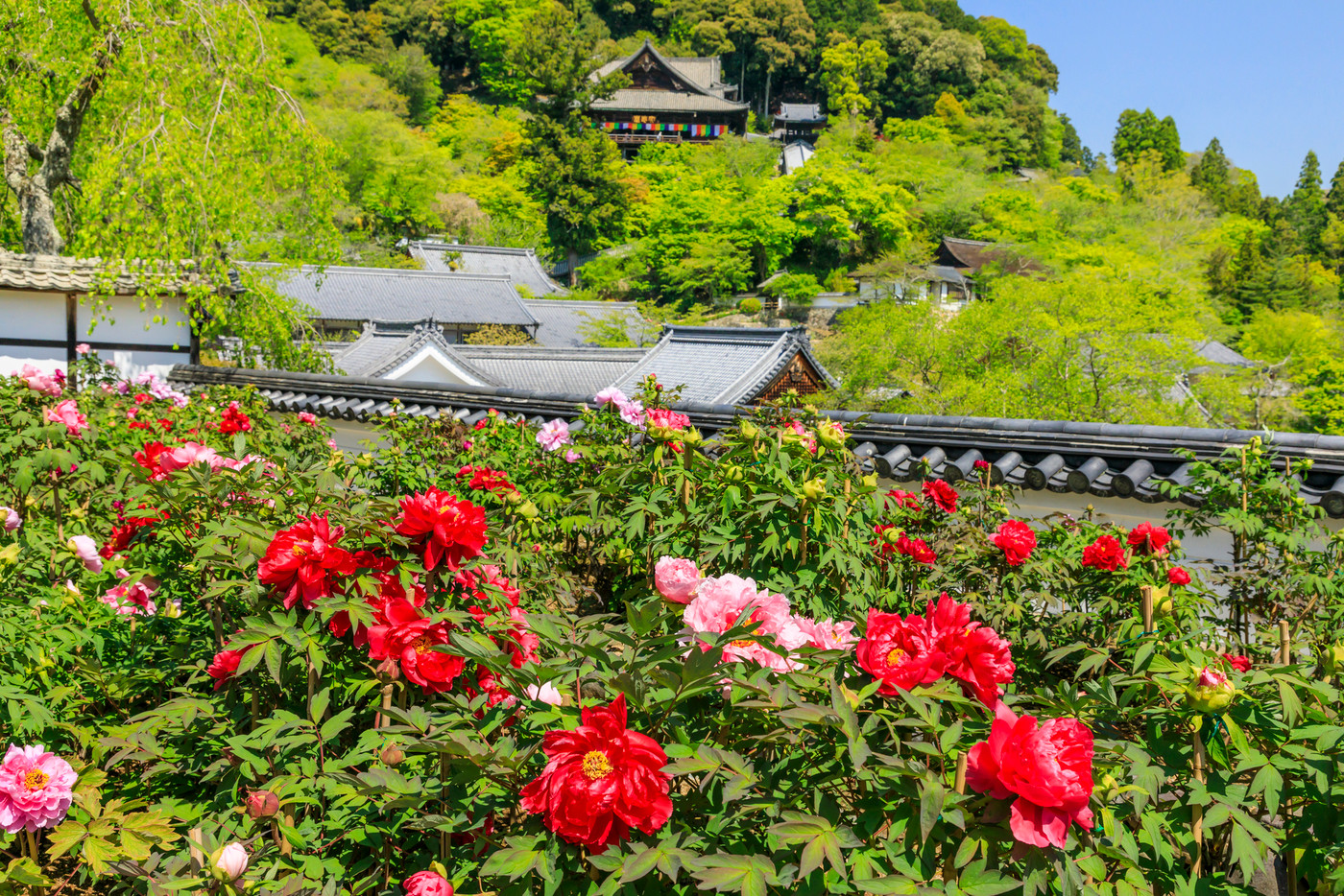 長谷寺 牡丹 つつじ 新緑