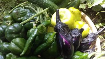 食事・飲み物 / 1